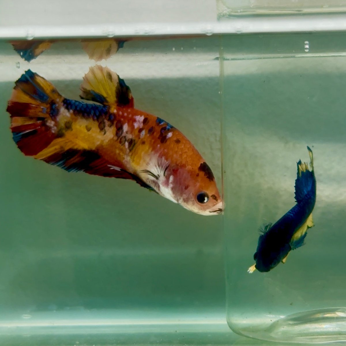 Plakat Koi Multicolor Giant Female Betta #Jul06