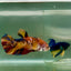 Plakat Koi Multicolor Giant Female Betta Jul06 Female betta