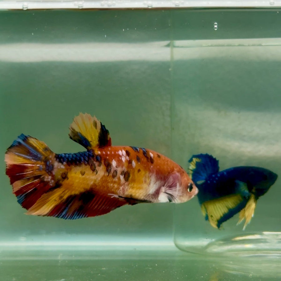Plakat Koi Multicolor Giant Female Betta Jul06 Female betta