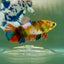 Plakat Koi Multicolor Green Eye Female Betta Jul21 Female betta