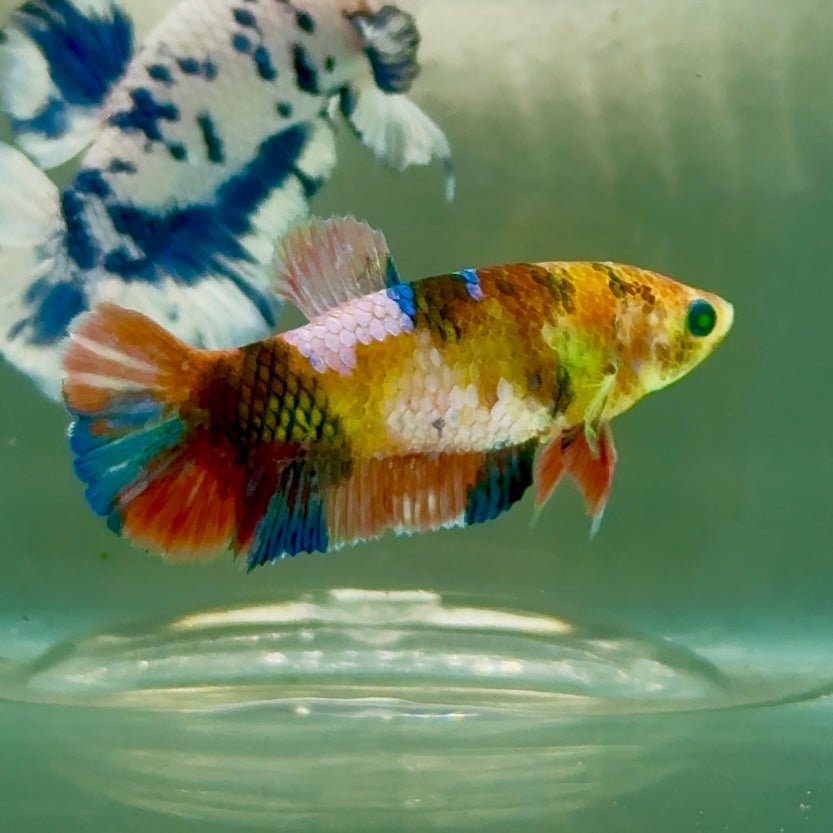 Plakat Koi Multicolor Green Eye Female Betta Jul21 Female betta