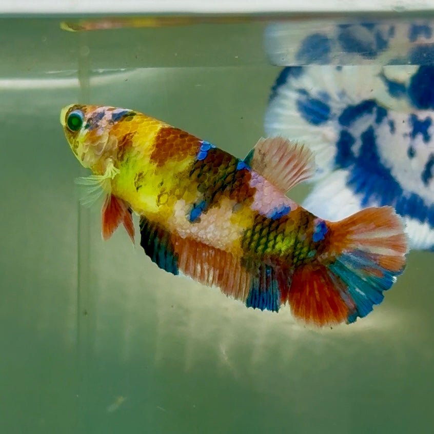 Plakat Koi Multicolor Green Eye Female Betta #Jul21