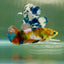 Plakat Koi Multicolor Green Eye Female Betta Jul21 Female betta