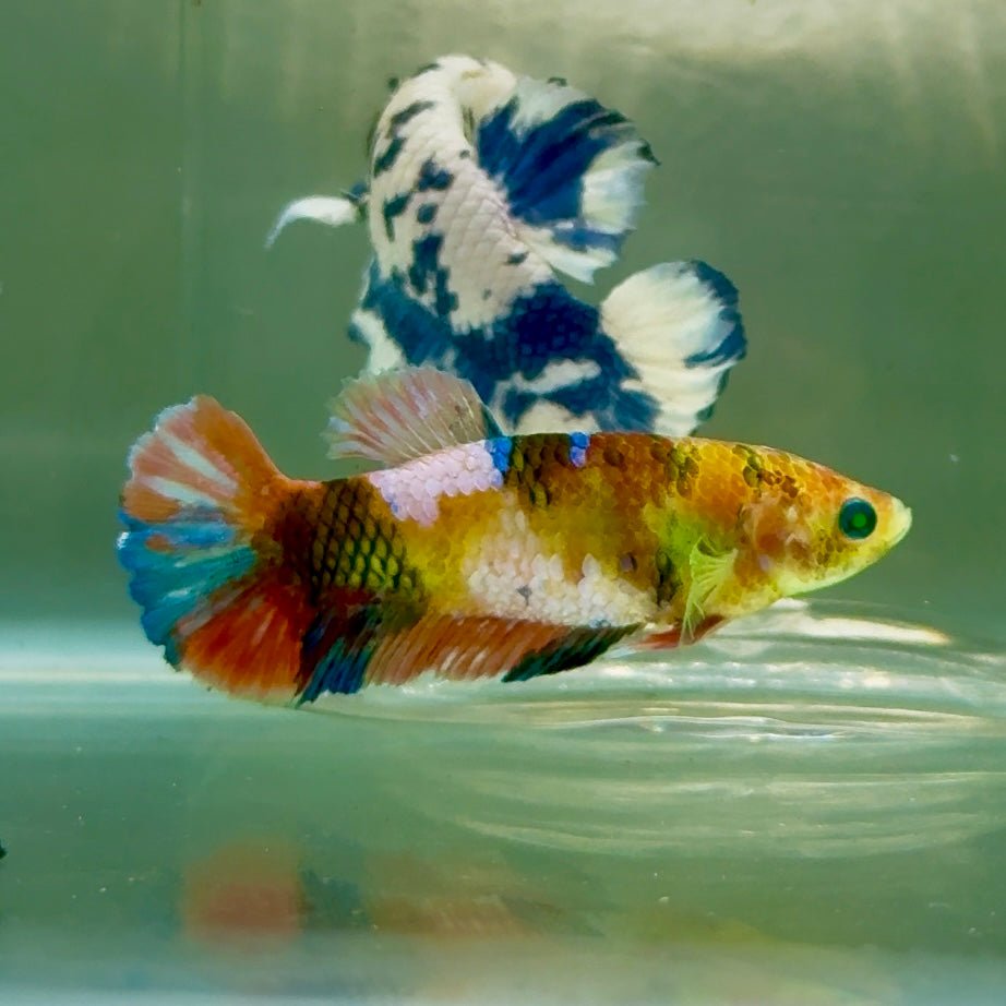 Plakat Koi Multicolor Green Eye Female Betta #Jul21