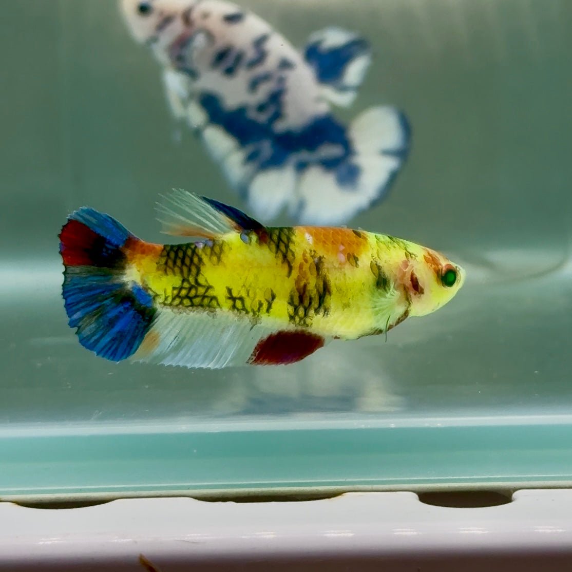 Plakat Koi Multicolor Green Eye Female Betta #Jul22