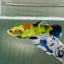 Plakat Koi Multicolor Green Eye Female Betta Jul22 Female betta