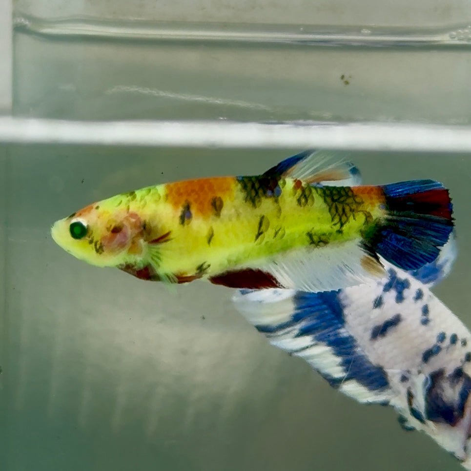 Plakat Koi Multicolor Green Eye Female Betta #Jul22