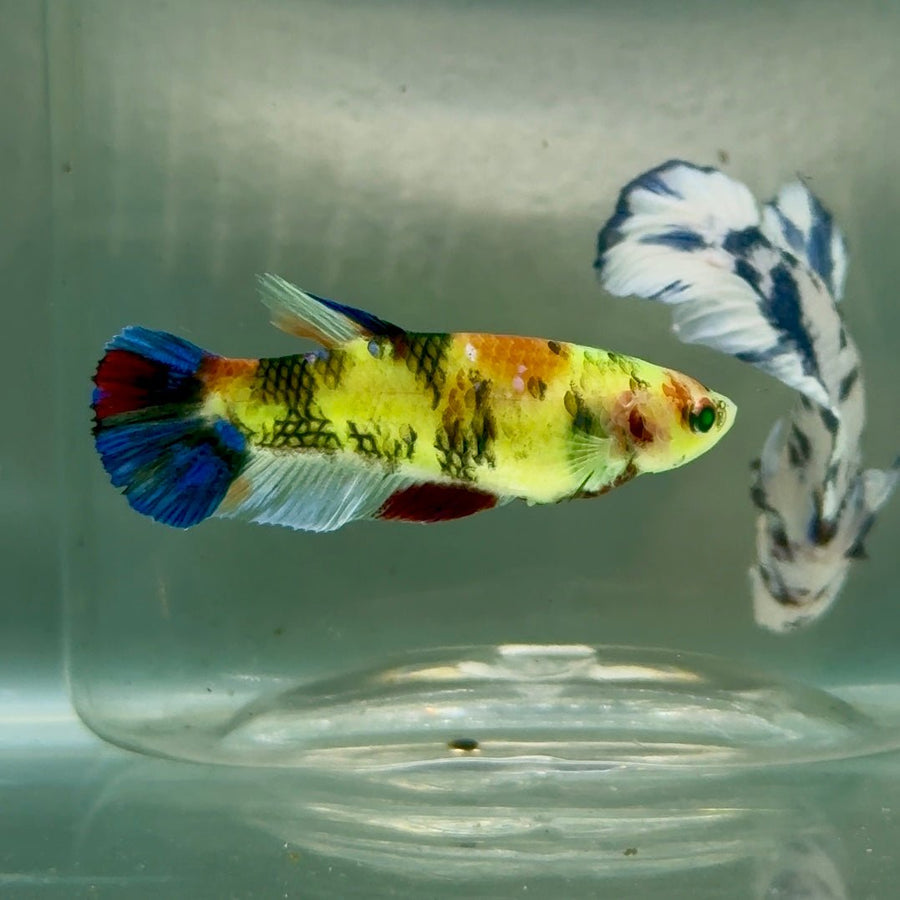 Plakat Koi Multicolor Green Eye Female Betta Jul22 Female betta