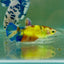 Plakat Koi Multicolor Green Eye Female Betta Jul24 Female betta