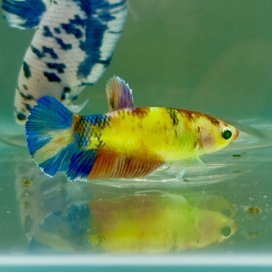Plakat Koi Multicolor Green Eye Female Betta Jul24 Female betta