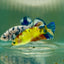 Plakat Koi Multicolor Green Eye Female Betta Jul24 Female betta