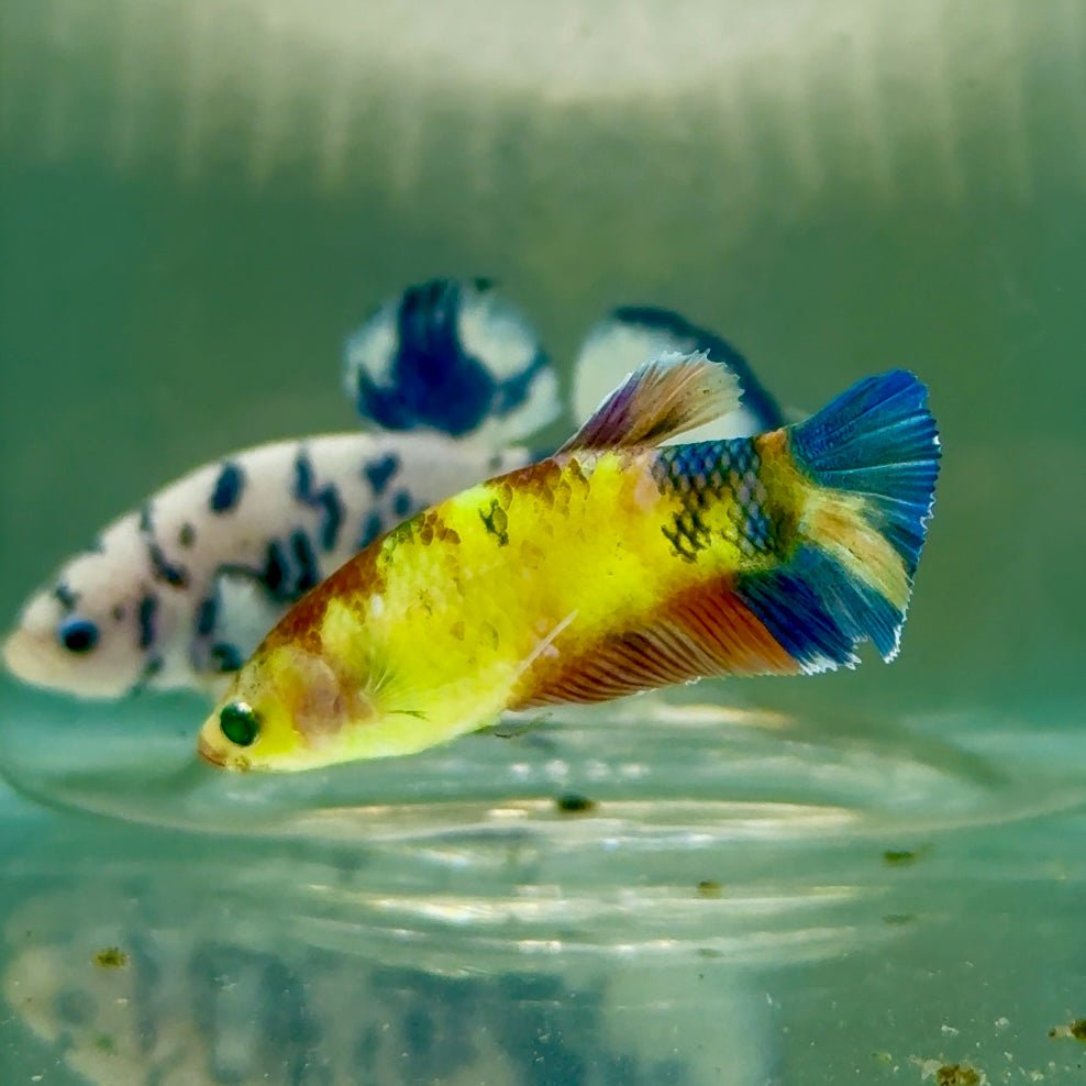 Plakat Koi Multicolor Green Eye Female Betta #Jul24