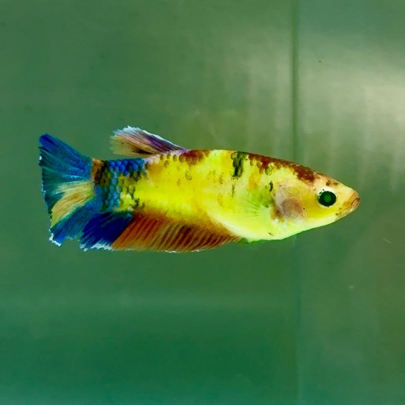 Plakat Koi Multicolor Green Eye Female Betta #Jul24