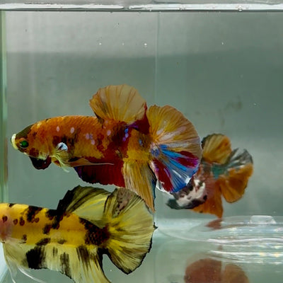 Plakat Koi Multicolor Green Eye Male Betta Au90 Male betta