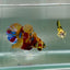 Plakat Koi Multicolor Green Eye Male Betta Au90 Male betta