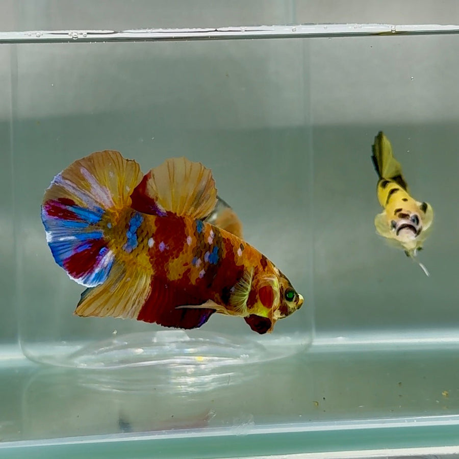 Plakat Koi Multicolor Green Eye Male Betta Au90 Male betta