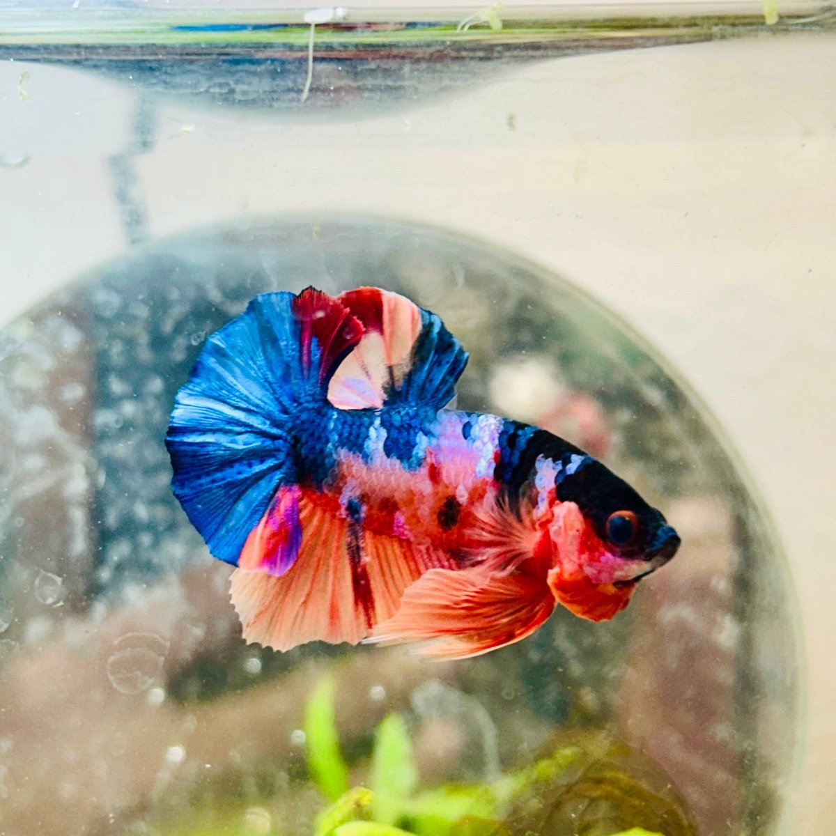Plakat Koi Multicolor Male Betta 013 Live Betta Fish Male betta