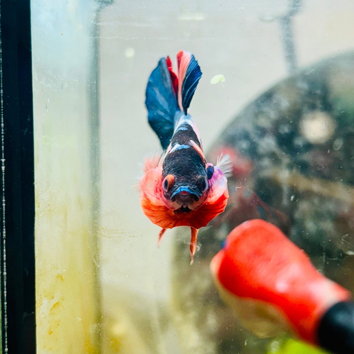 Plakat Koi Multicolor Male Betta 013 Live Betta Fish Male betta