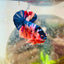 Plakat Koi Multicolor Male Betta 013 Live Betta Fish Male betta