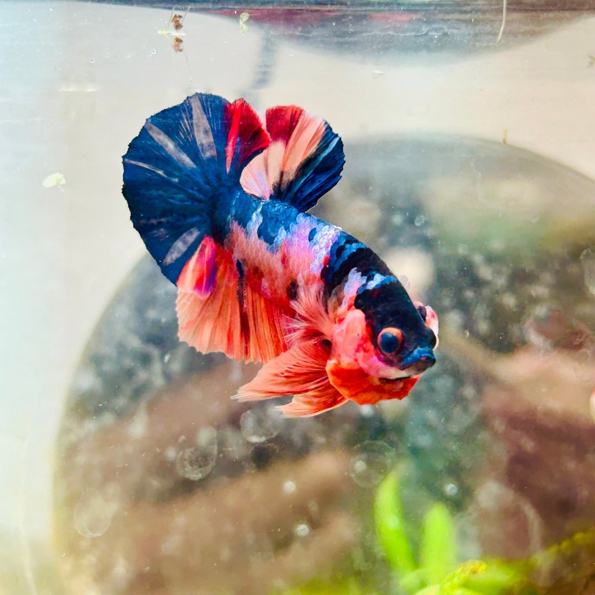 Plakat Koi Multicolor Male Betta 013 Live Betta Fish Male betta