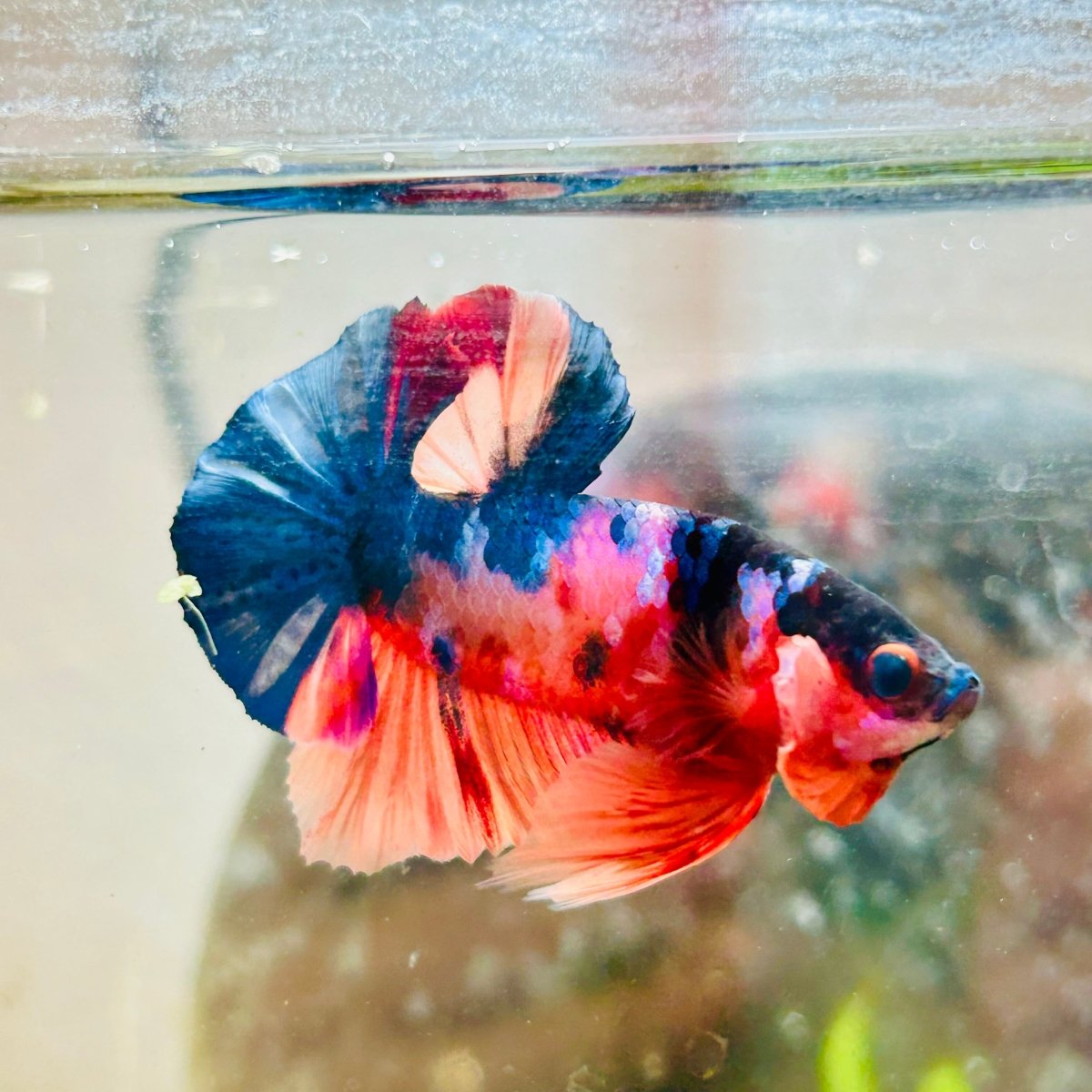 Plakat Koi Multicolor Male Betta 013 Live Betta Fish Male betta