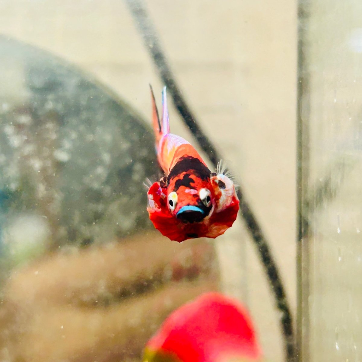 Plakat Koi Multicolor Male Betta 135