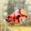 Plakat Koi Multicolor Male Betta 135