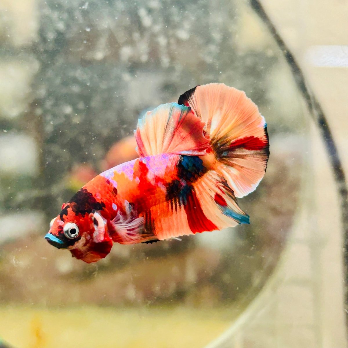 Plakat Koi Multicolor Male Betta 135