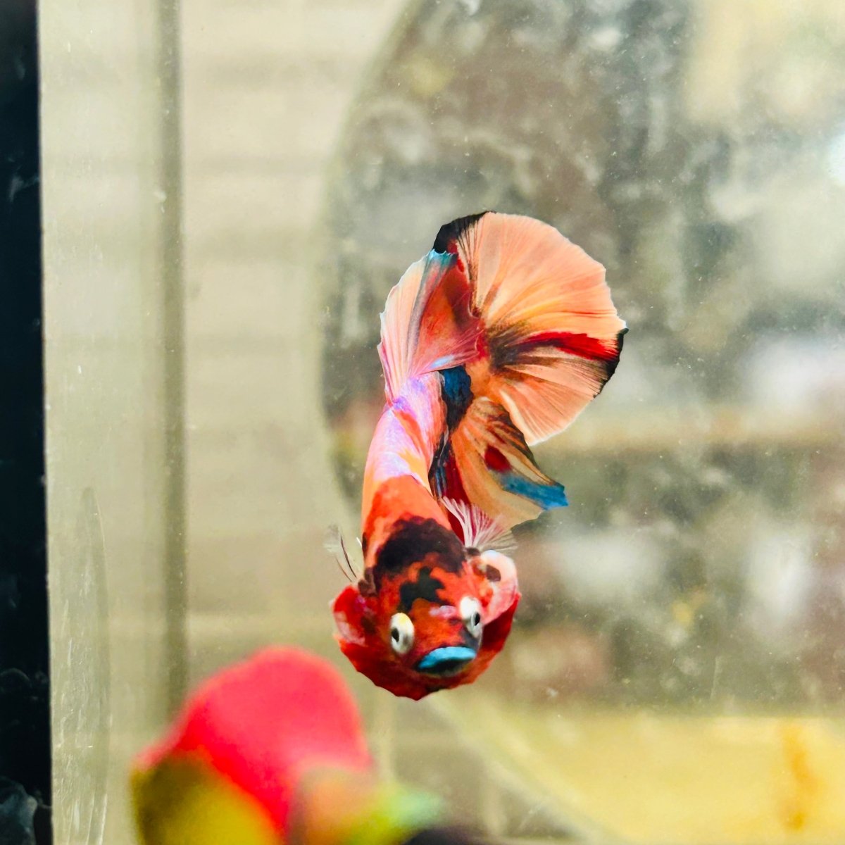 Plakat Koi Multicolor Male Betta 135