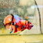 Plakat Koi Multicolor Male Betta 135