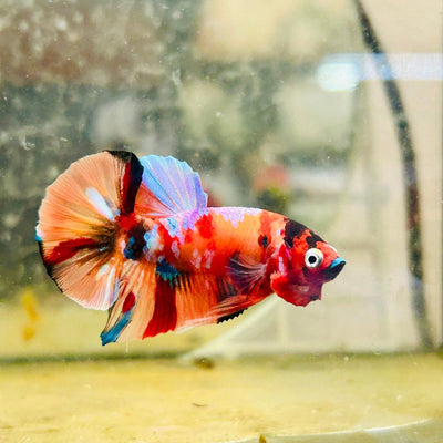 Plakat Koi Multicolor Male Betta 135