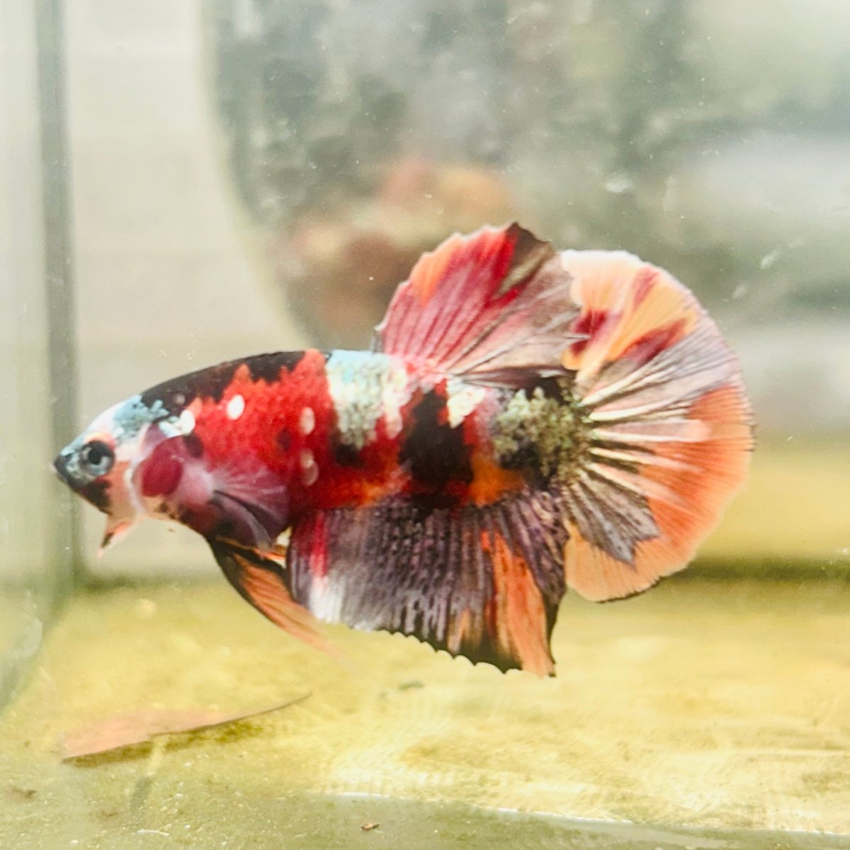 Plakat Koi Multicolor Male Betta 152
