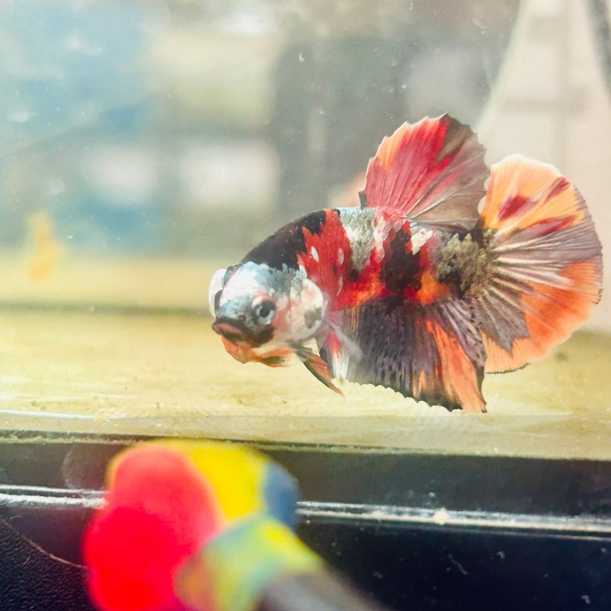 Plakat Koi Multicolor Male Betta 152