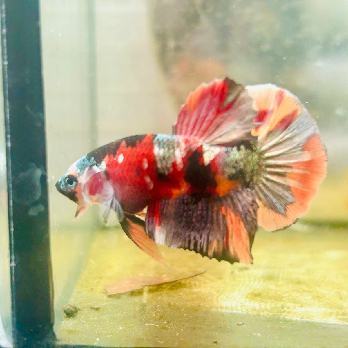 Plakat Koi Multicolor Male Betta 152
