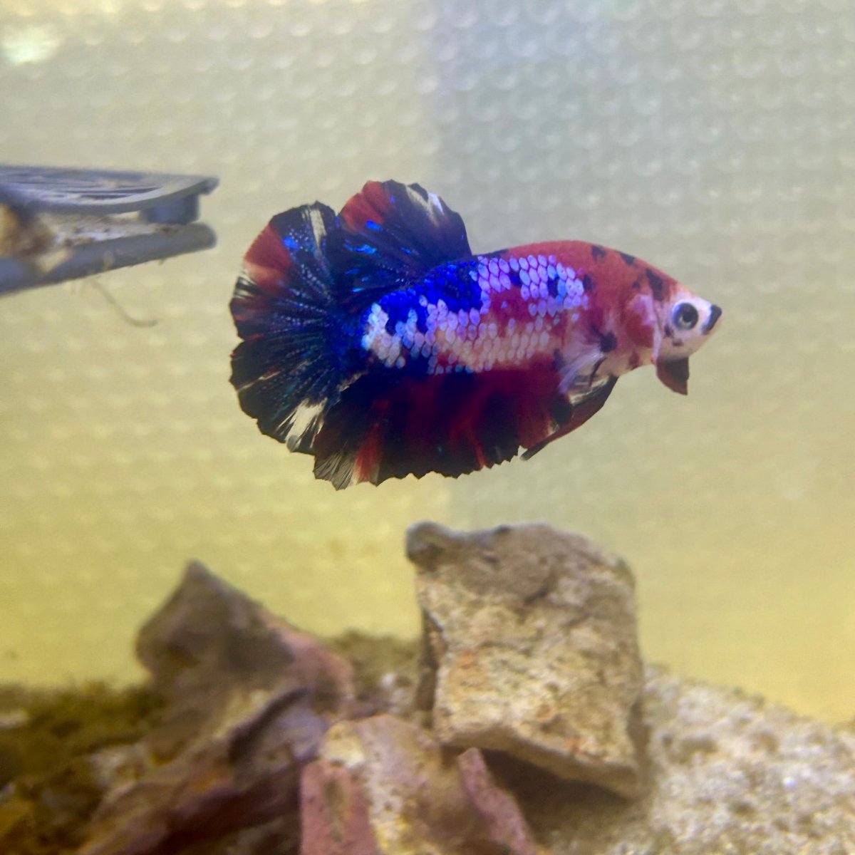 Plakat Koi Multicolor Male Betta 165 Male betta