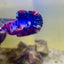 Plakat Koi Multicolor Male Betta 165 Male betta