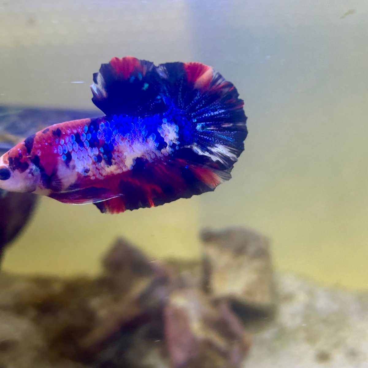 Plakat Koi Multicolor Male Betta 165 Male betta