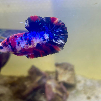 Plakat Koi Multicolor Male Betta 165 Male betta