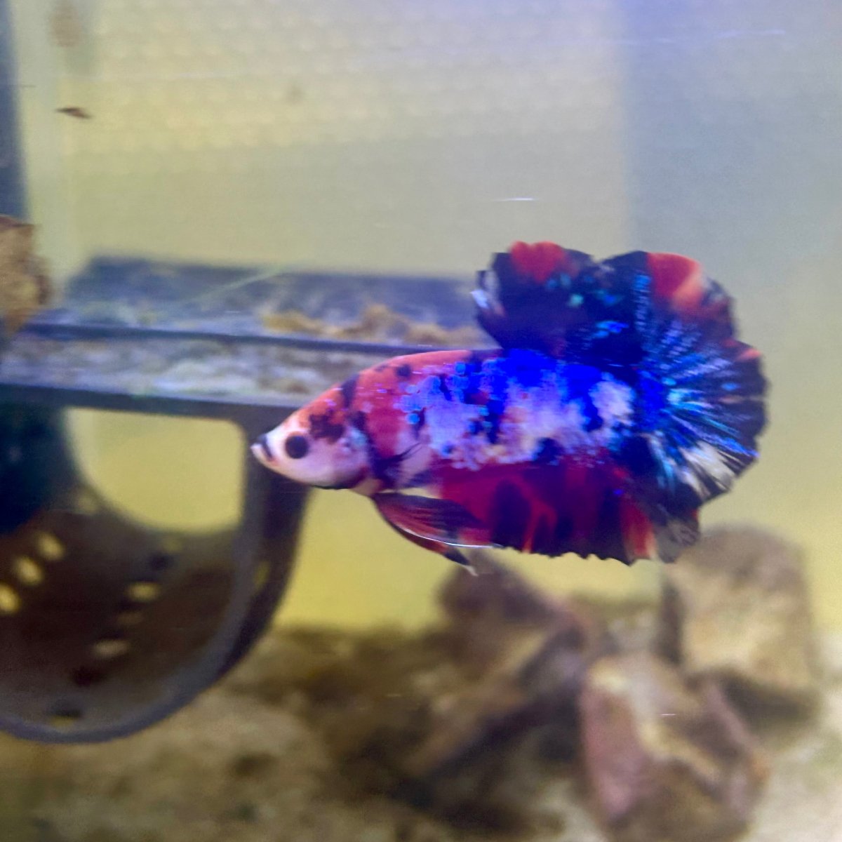 Plakat Koi Multicolor Male Betta 165 Male betta