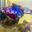 Plakat Koi Multicolor Male Betta 165 Male betta