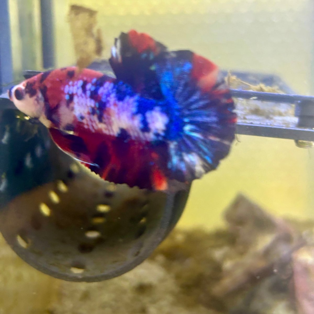 Plakat Koi Multicolor Male Betta 165 Male betta