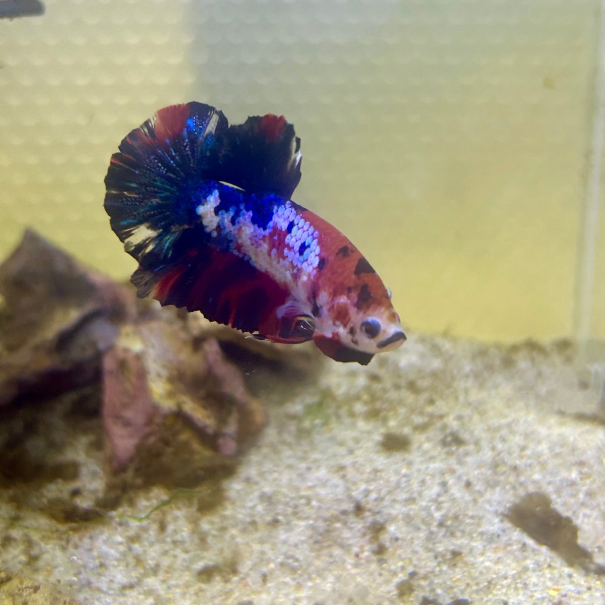 Plakat Koi Multicolor Male Betta 165 Male betta
