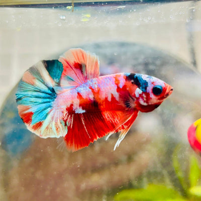 Plakat Koi Multicolor Male Betta 171