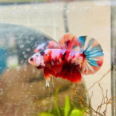 Plakat Koi Multicolor Male Betta 171