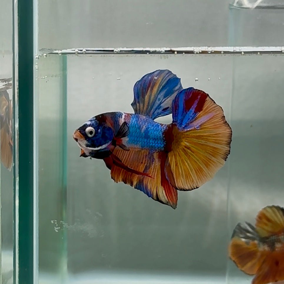 Plakat Koi Multicolor Male Betta #Au94