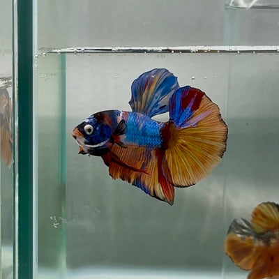 Plakat Koi Multicolor Male Betta Au94 Live Betta Fish Male betta