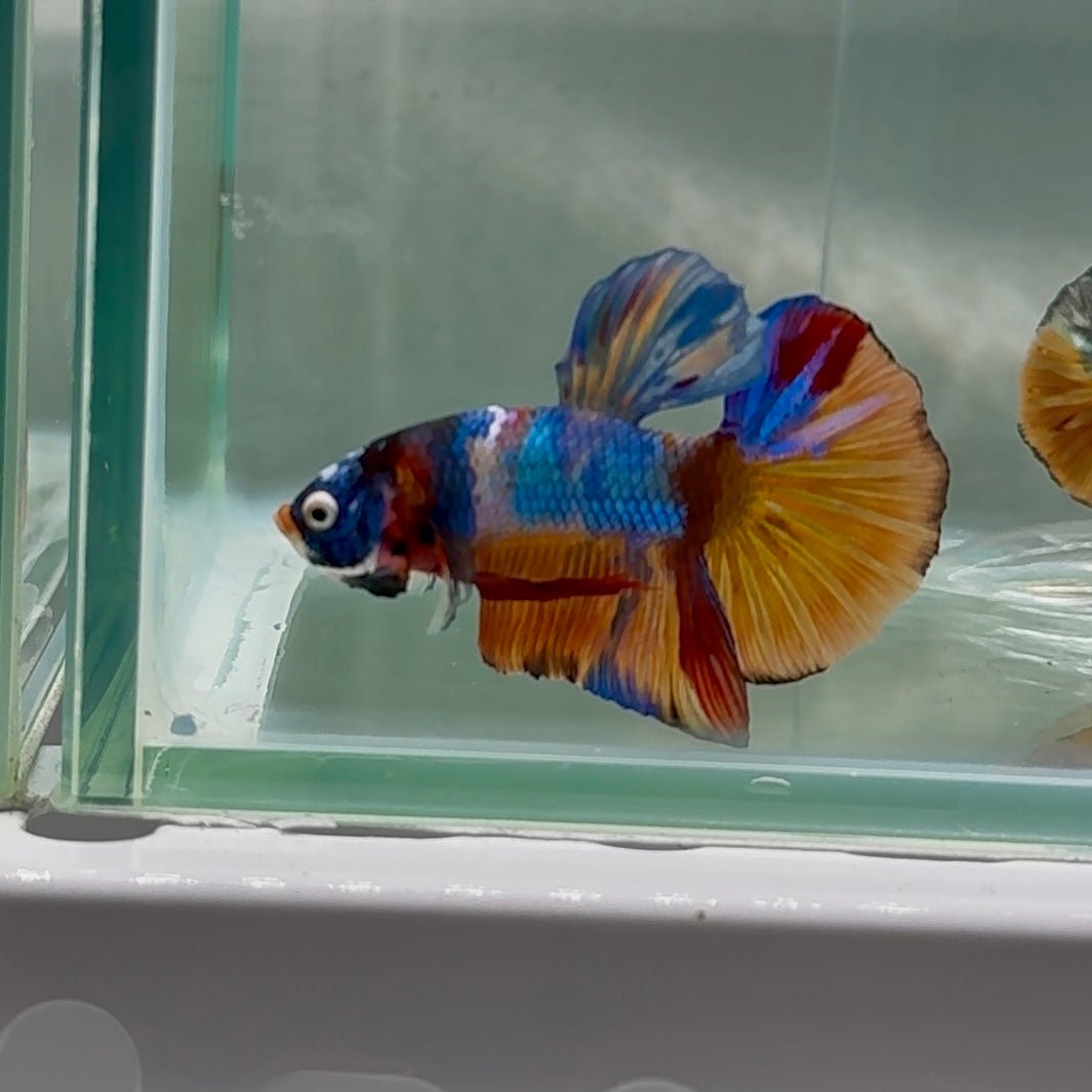 Plakat Koi Multicolor Male Betta Au94 Live Betta Fish Male betta