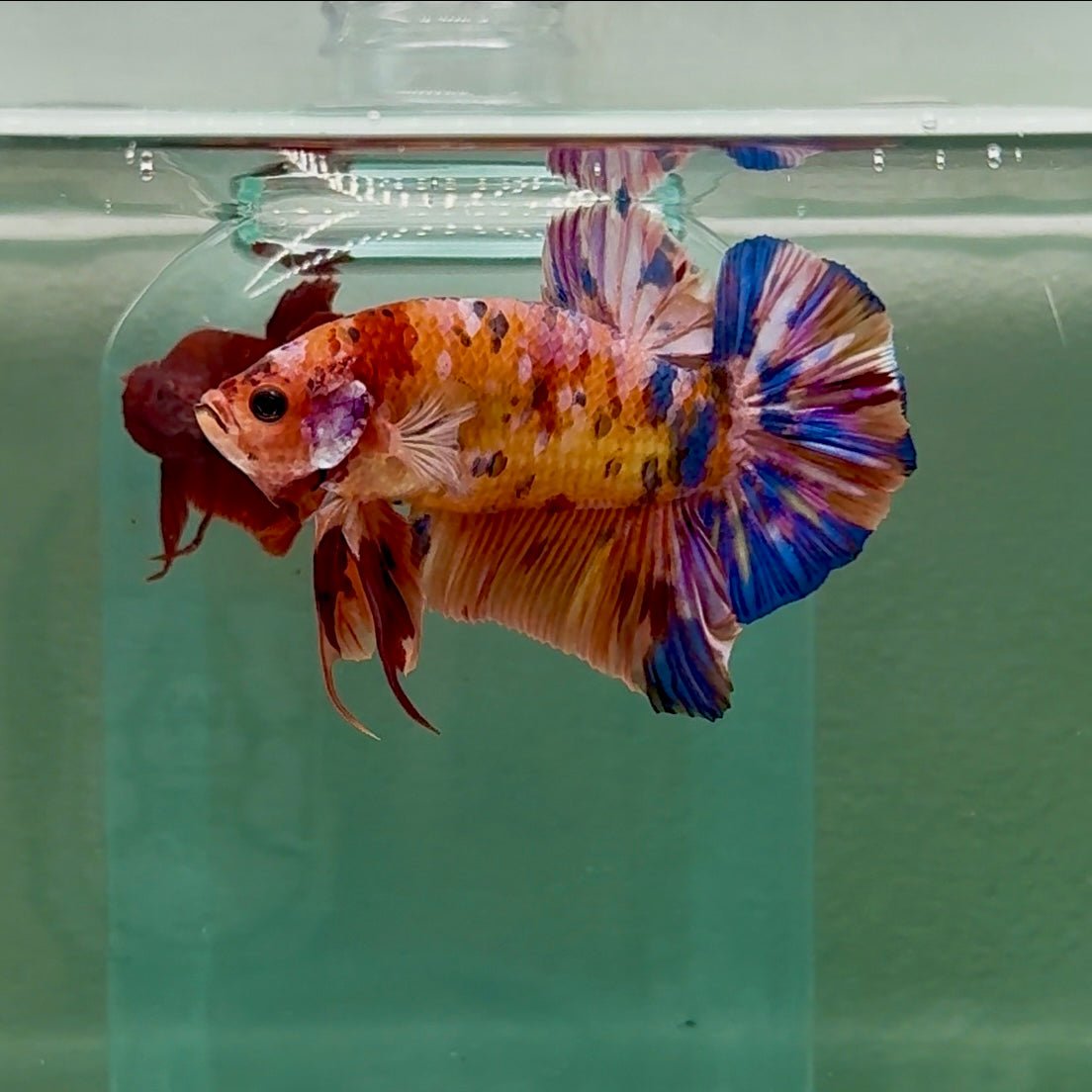 Plakat Koi Multicolor Male Betta Giant #A204