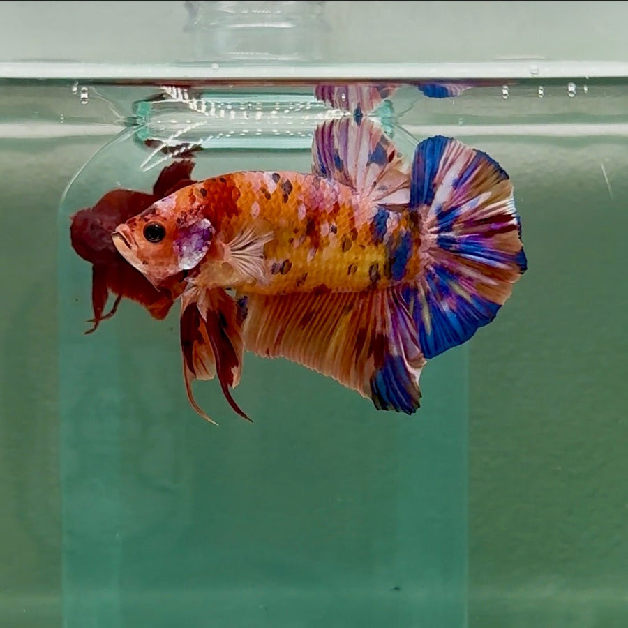 Plakat Koi Multicolor Male Betta Giant A204