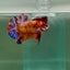 Plakat Koi Multicolor Male Betta Giant A204